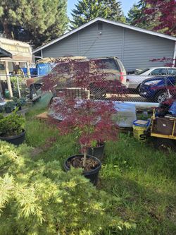 Great Variety Of Shrubs and Plants Need To Go