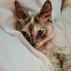 Kat