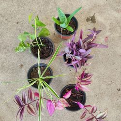 Aloe Vera, Golden Pothos, Purple Heart, Spider Plant, Wandering Dude $3 each or 2 for $5