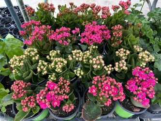 Flowers sale 4$ each 4 inch pot