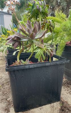 Plants, Succulents In Pots