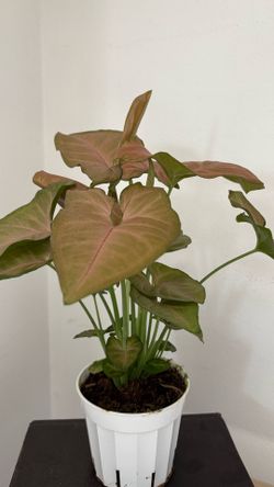 Strawberry Syngonium plant