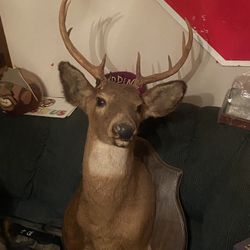Buck Mount