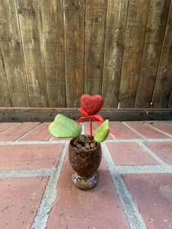 Sweetheart Plant