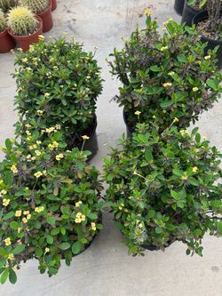 Crown of thorns ( yellow flowers)