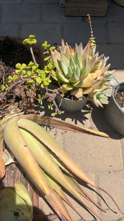 Free succulent clippings and aloe Vera plant