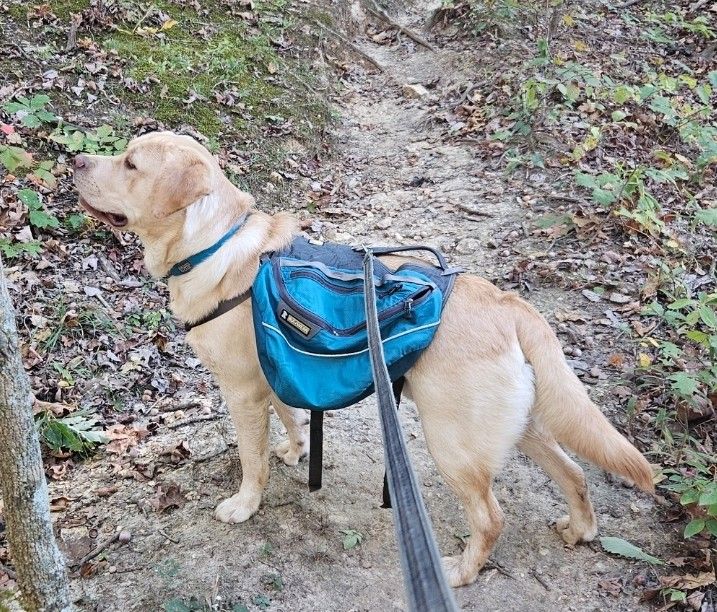 Ruffwear Dog Backpack