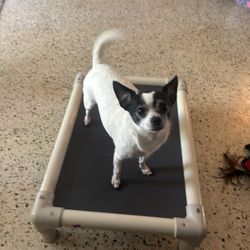 Kuranda Dog Bed Small