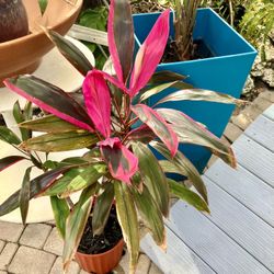 Ti Plants In Gallon Container