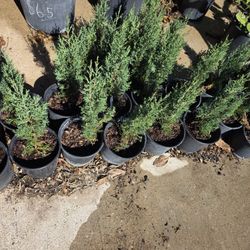Pine Italiano Cypress 1gallon 