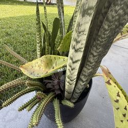 ✨ Mixed Succulent & Cactus Arrangement in Black Planter