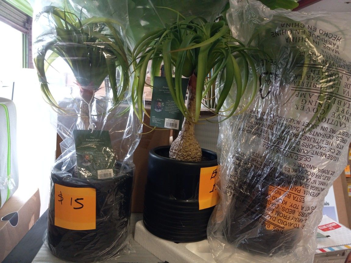 New Artificial Plants Price Starts At $ 15