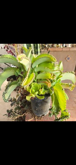 Kalanchoe