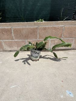 Dragon Fruit Plant