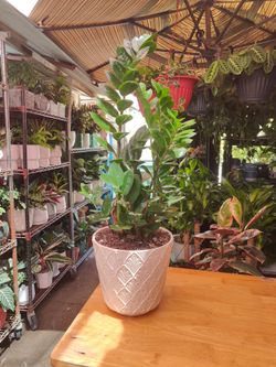 Indoor Plants
