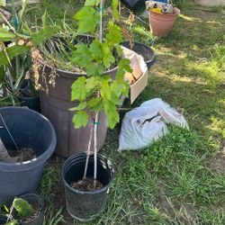 Grafted Red Seedless Grape Can Produce In 1-2 Years
