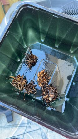 Dahlia Tubers 2 rosy color and 3 sunset gold