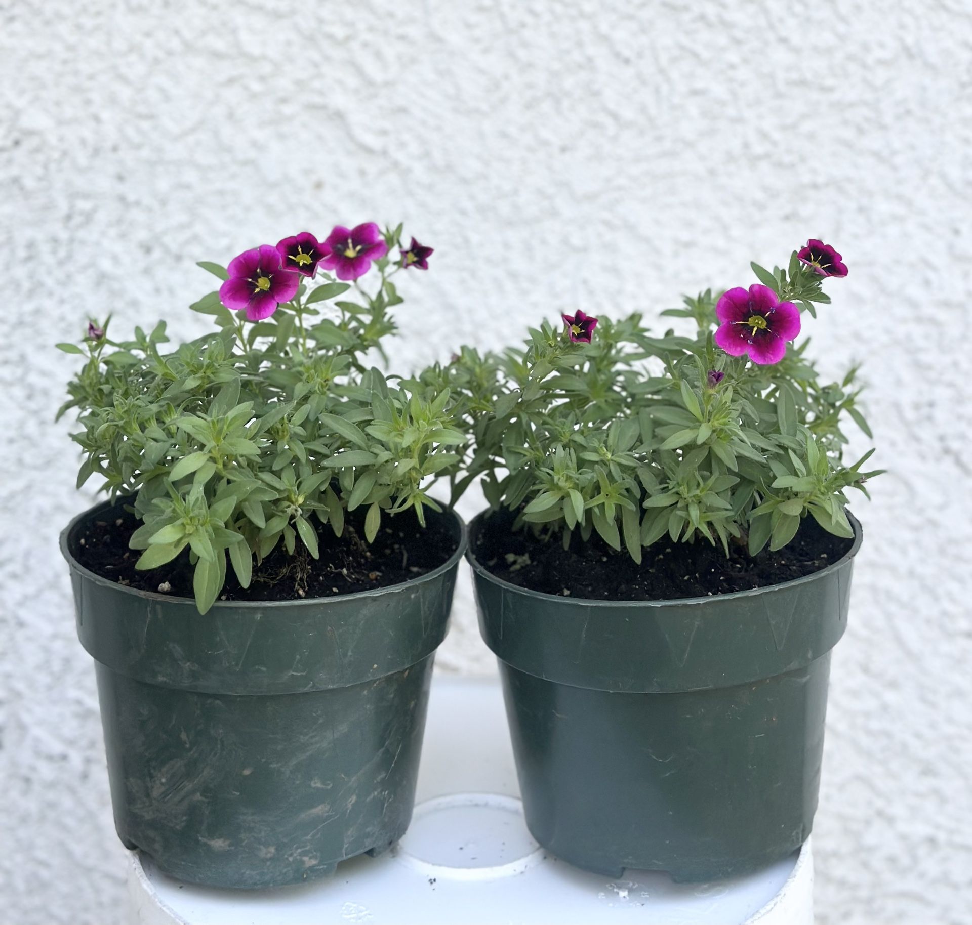 Plant Flower Annual