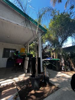 Palm trees