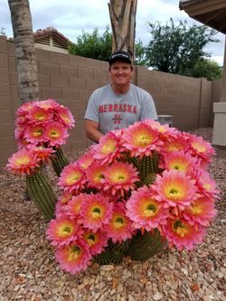 Beautiful Flowering Cactus