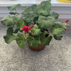 red geranium pelargonium plant