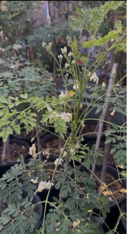 Moringa