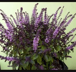 African Blue Basil Herb Plant; Grow Flowers for Pollinators; 4”