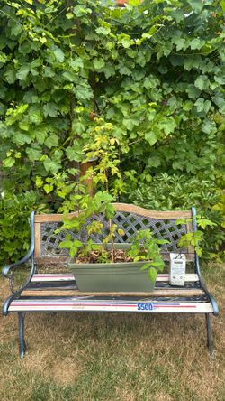 Everbearing Red Raspberry Plants