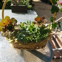 Suculent Basket
