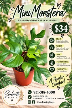 Mini Monstera Rhaphidophora Tetrasperma Plant - $34