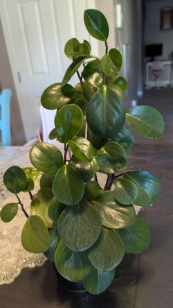 Peperomia Obtusifolia