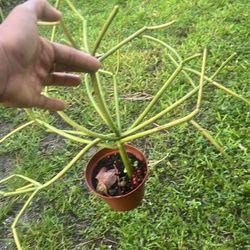 Stick Live Plant