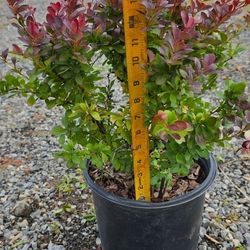 2.25 Gal. Crimson Pygmy Barberry 