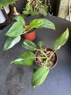 Philodendron White Princess Plant
