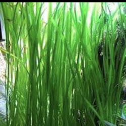 10 Stems Of Jungle Val, Live Aquatic Plant For Fish Tanks