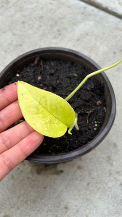 Pothos Neon Potted Plant