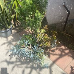 Plant For Sale