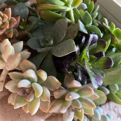 25 Succulent Cuttings 
