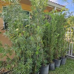 arecas and podocarpus About  7 feet tall over the pot Instant privacy Hedge for fence green full 