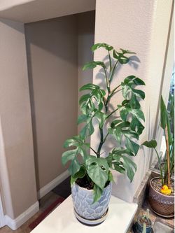 Live Mini Monstera Rhaphidophora Tetrasperma with a Ceramic Pot (Please read full description)