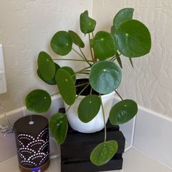 Chinese Money Plant (Pilea Peperomioides) 