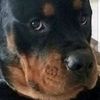 Max The Rottweiler