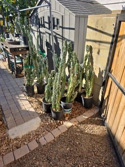 Cactus Blue Montrose 2 Feet To 4 1/2  Feet. $25 Each, ..They Get  6 INCH WHITEFLOWERS....