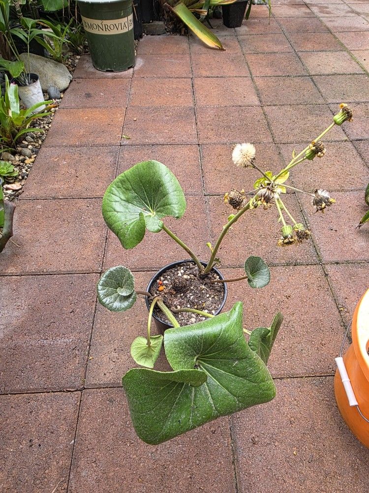 Leopard Plant