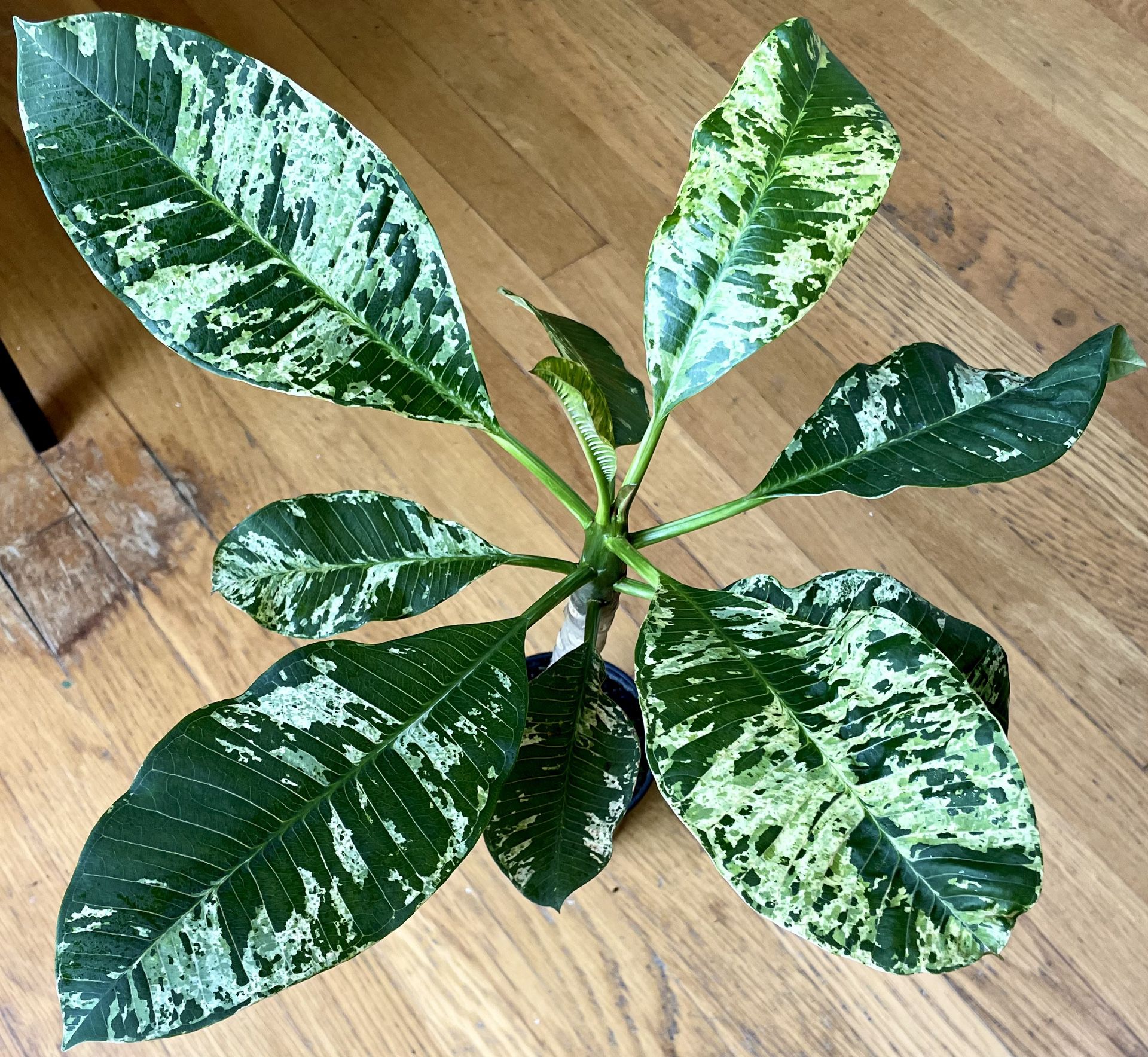 2ft. Rare Variegated Freckles Plumeria Plant / Free Delivery Available 