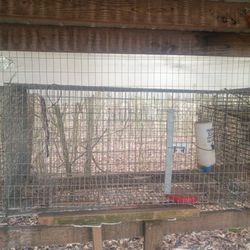 Rabbit Cage 