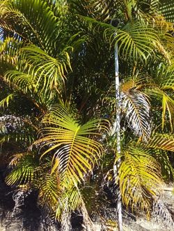 ARECA PALM OVER 7' FEET TALL FOR ONLY $60