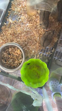 Hammy