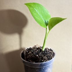 👒 Golden Pothos 👒