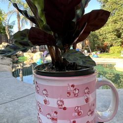 Plant In A Hello Kitty Cup